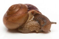 Bradybaena sp. Quy Nhon, Vietnam